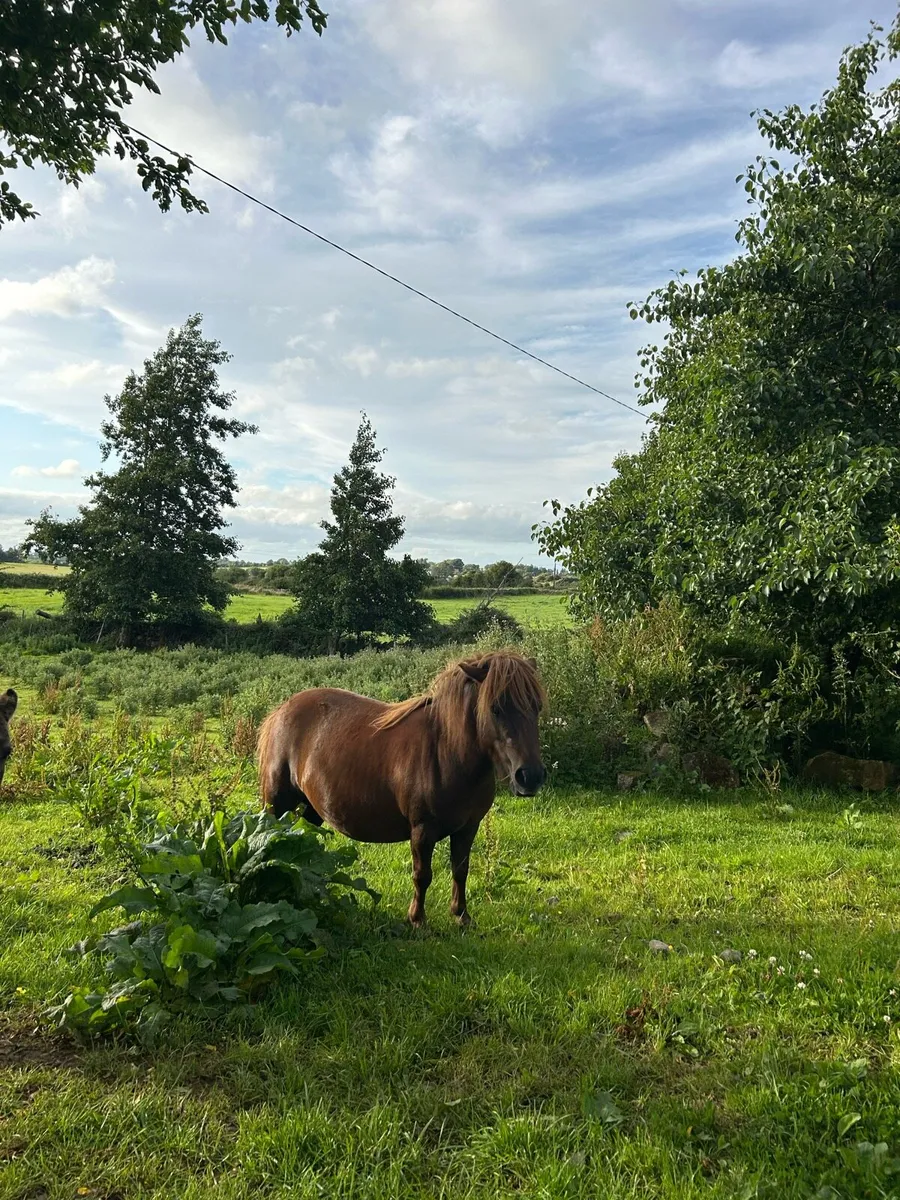 Shetland pony - Image 2