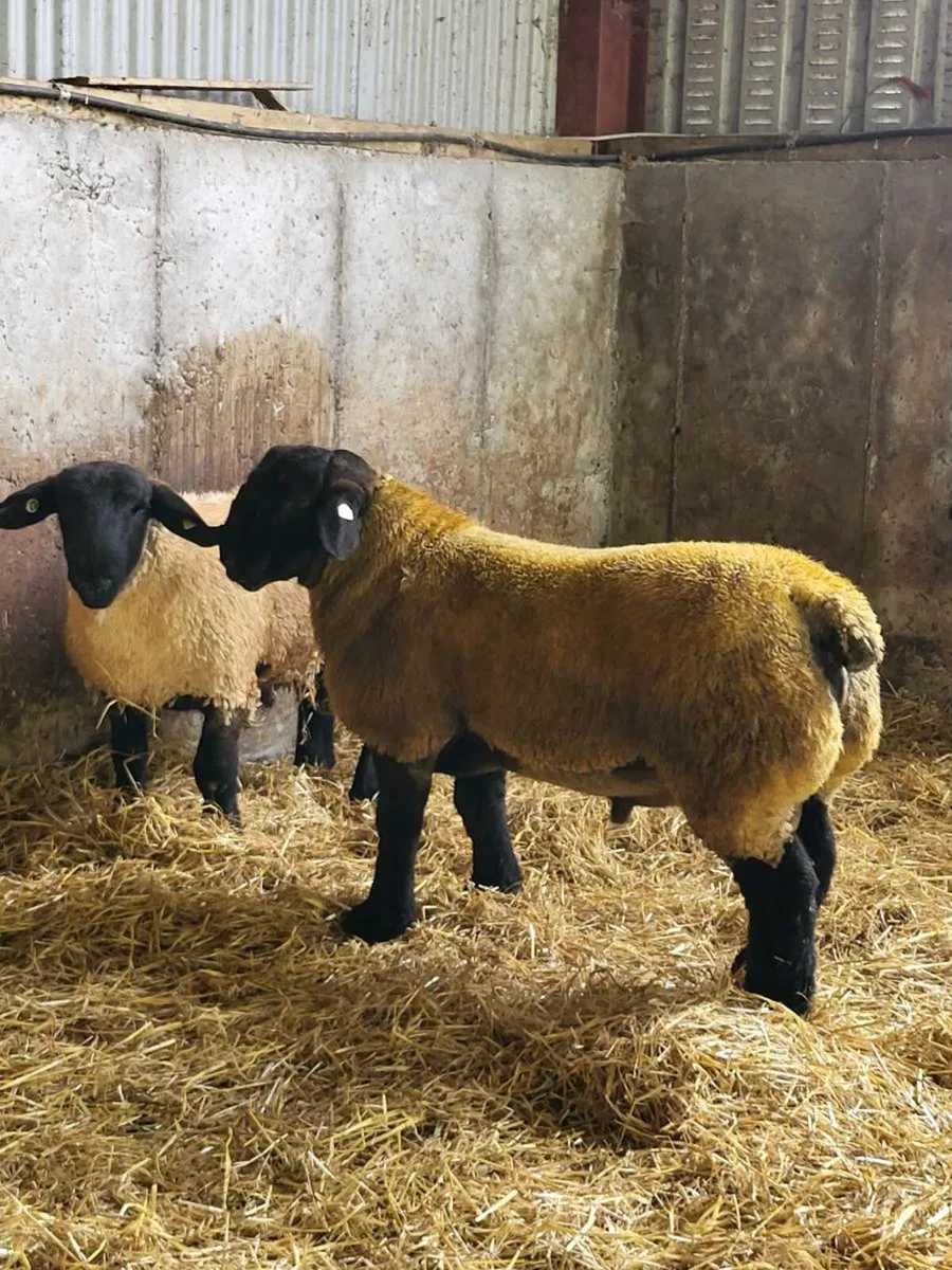 Suffolk Suftex Texel Charollais - Image 1