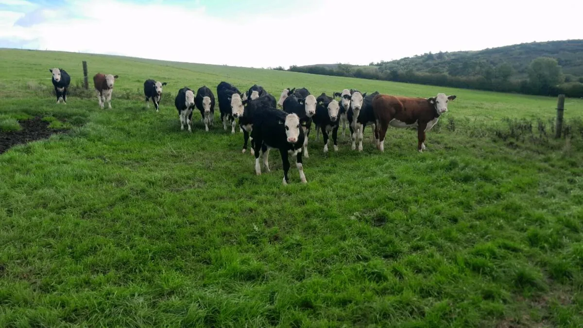 Calves - Image 1