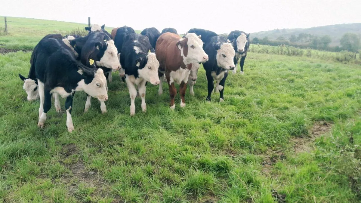 Calves - Image 2