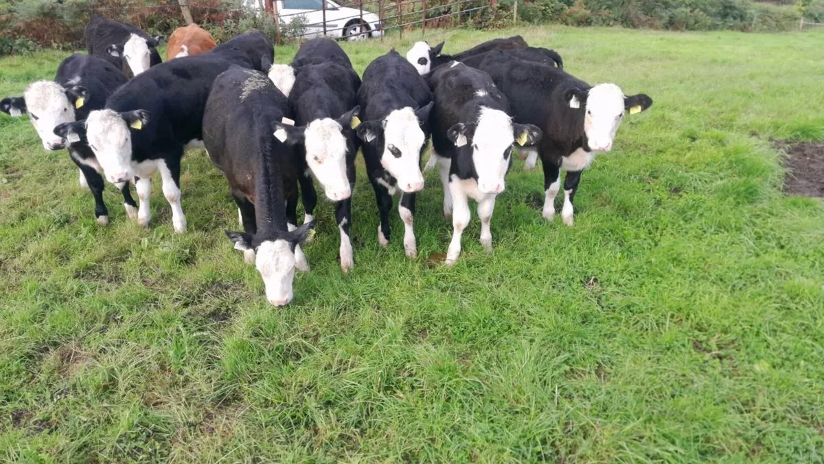 Calves - Image 3