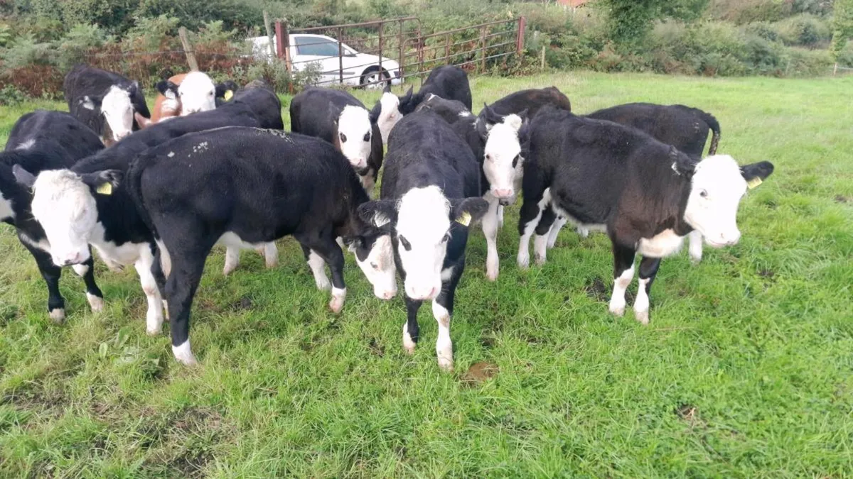 Calves - Image 4