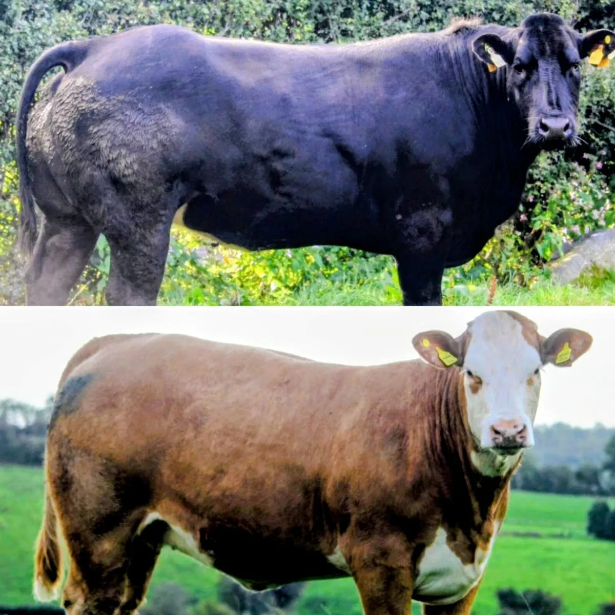 Patrick & Colin Donnelly's In Calf Heifer Sale - Image 2
