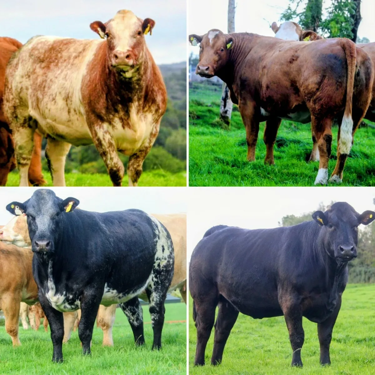 Patrick & Colin Donnelly's In Calf Heifer Sale - Image 3