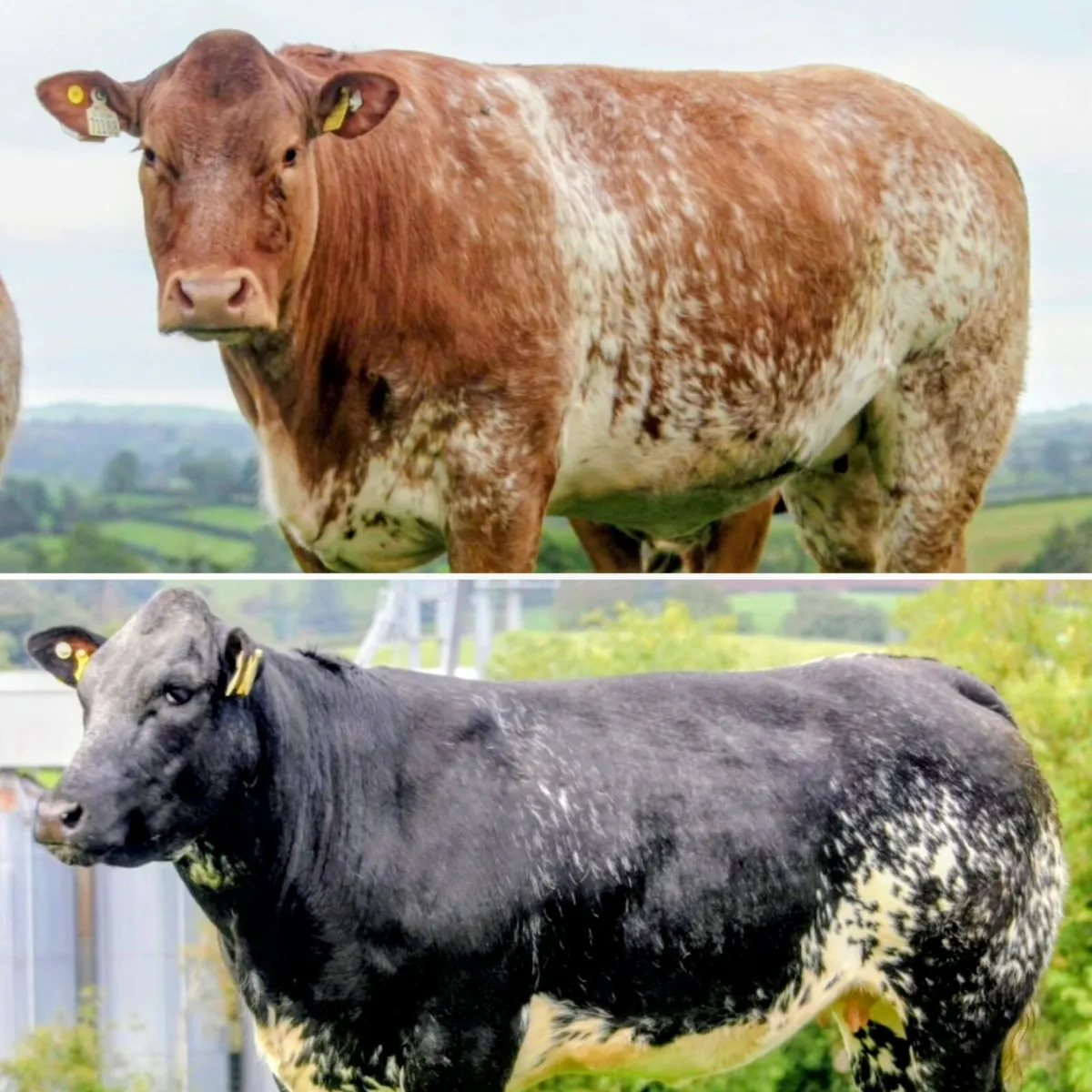 Patrick & Colin Donnelly's In Calf Heifer Sale - Image 4