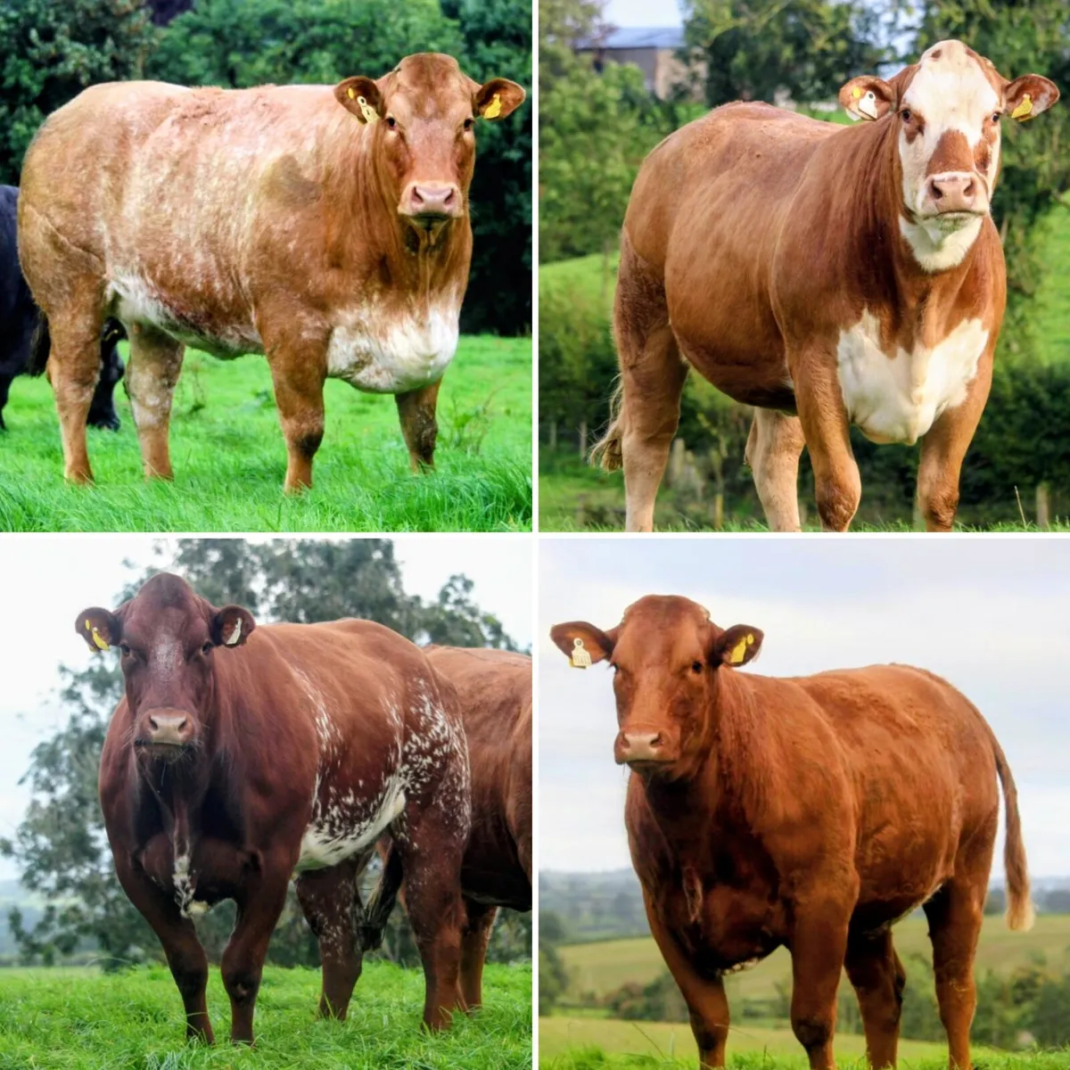 Patrick & Colin Donnelly's In Calf Heifer Sale - Image 1
