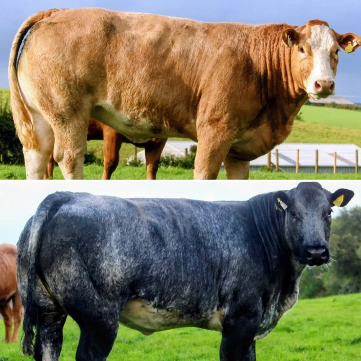 Patrick & Colin Donnelly's In Calf Heifer Sale - Image 3