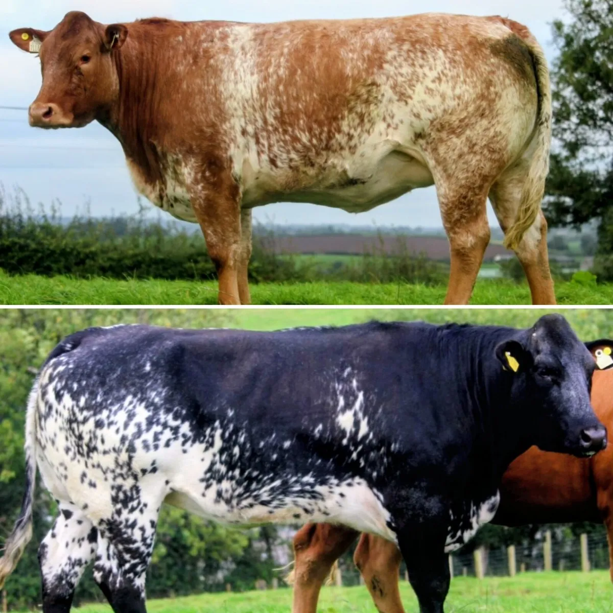 Patrick & Colin Donnelly's In Calf Heifer Sale - Image 2