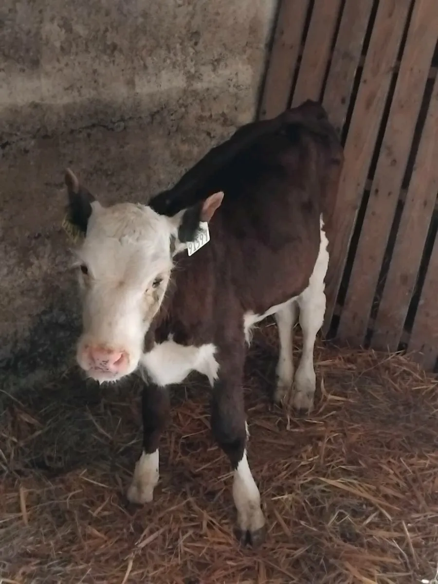 Hereford heifer calf