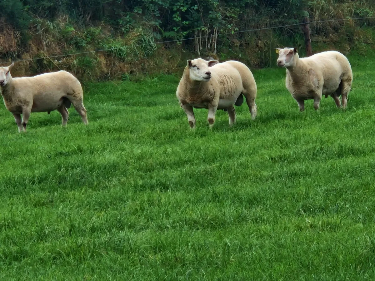 Hogget char, char/tex rams - Image 1