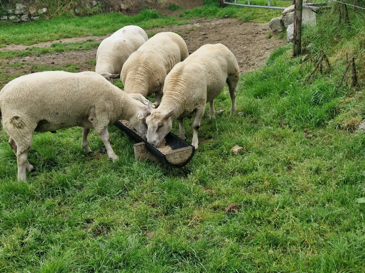 Hogget char, char/tex rams - Image 2