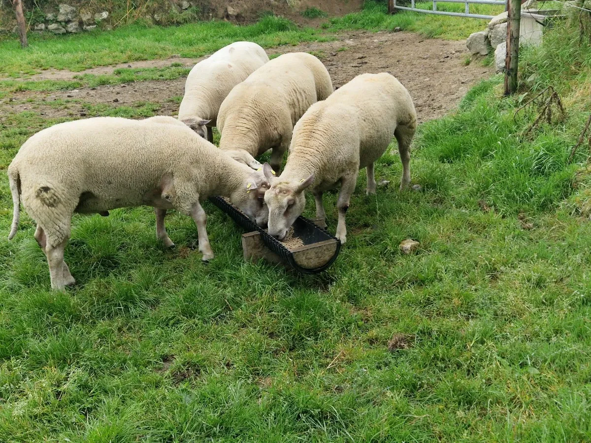 Hogget char, char/tex rams - Image 4