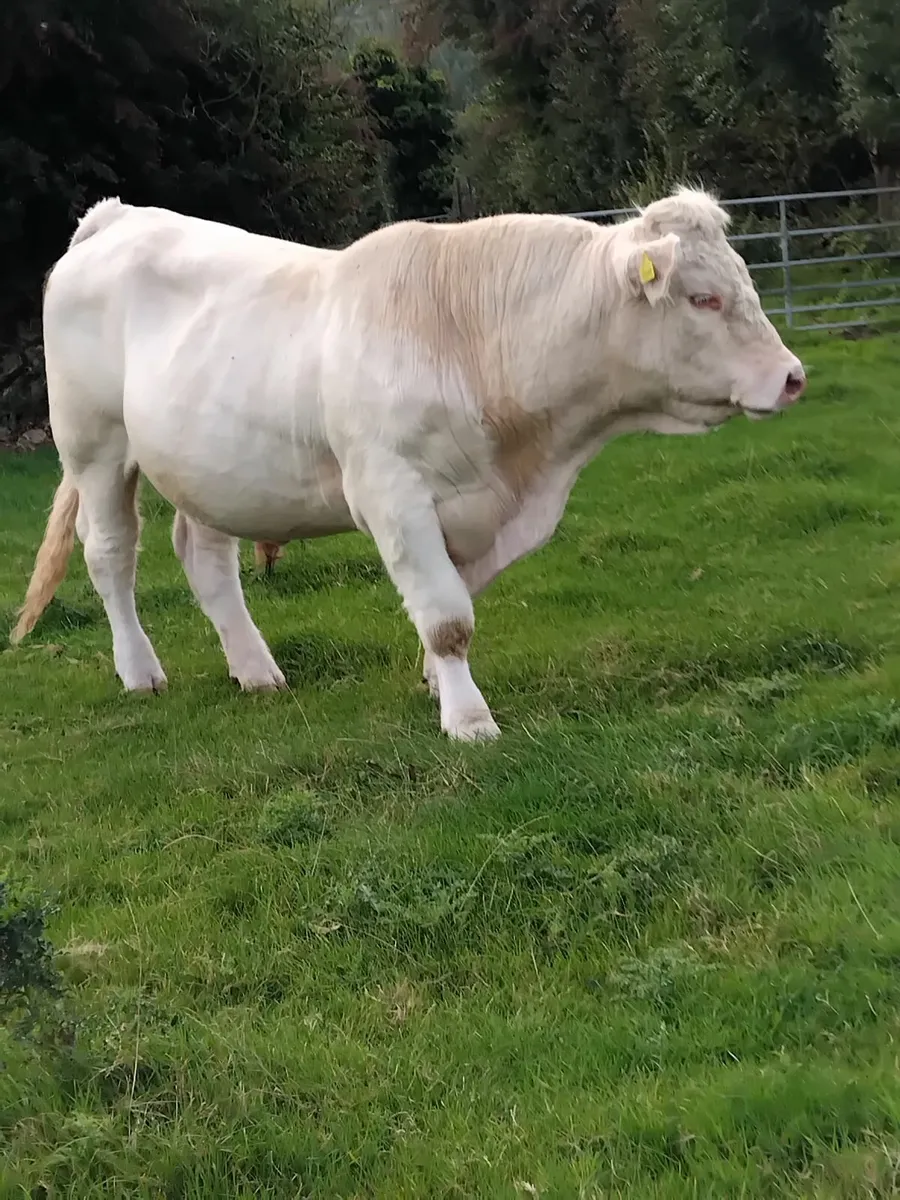Pedigree charolais bull - Image 1