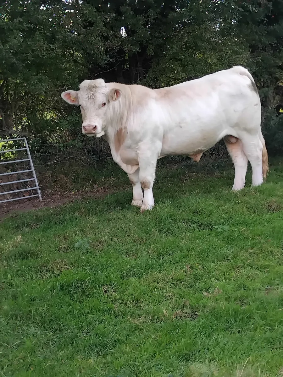 Pedigree charolais bull - Image 2