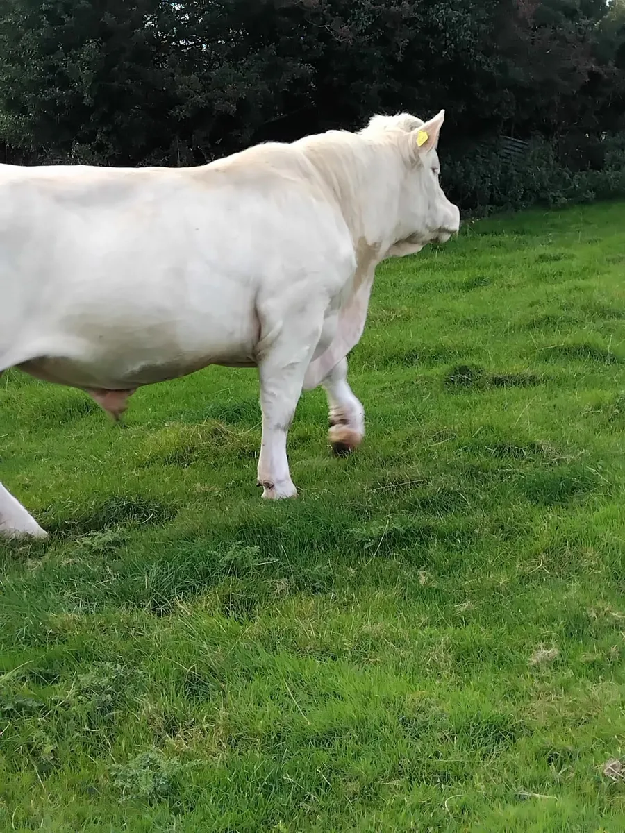 Pedigree charolais bull - Image 3