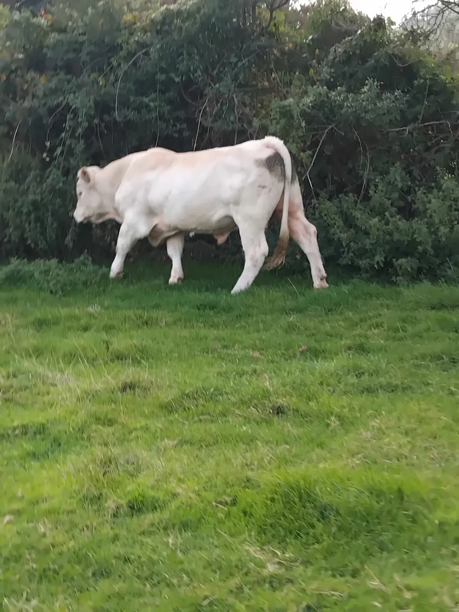Pedigree charolais bull - Image 4