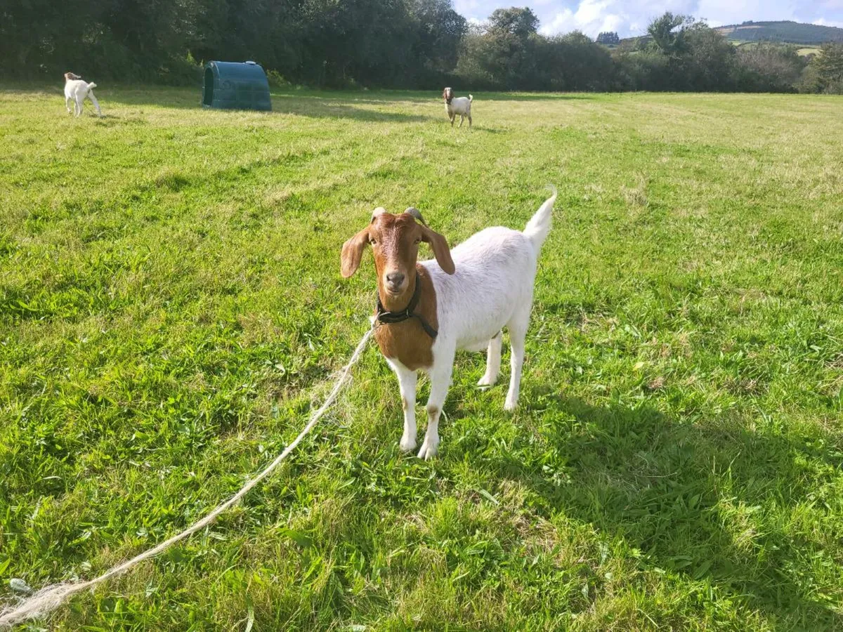 Goat - Image 1