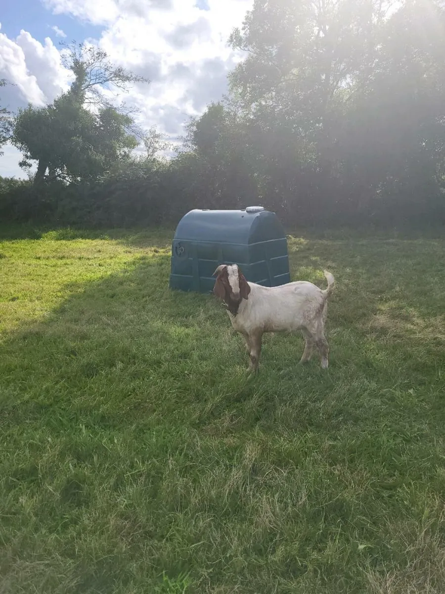 Goat - Image 2