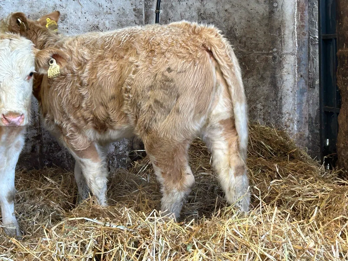 2 super u grade charlois heifers - Image 2