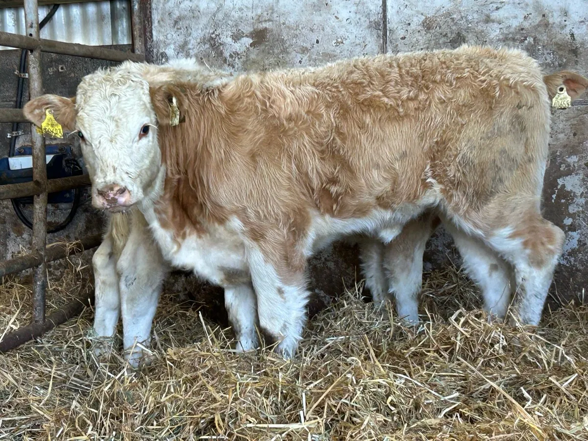 2 super u grade charlois heifers - Image 3