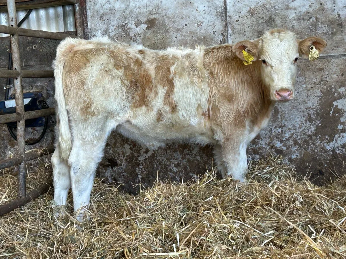 2 super u grade charlois heifers - Image 4