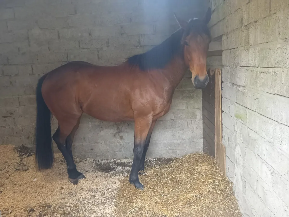 4yo TB gelding - Image 1