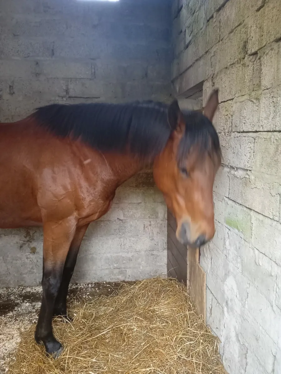 4yo TB gelding - Image 2