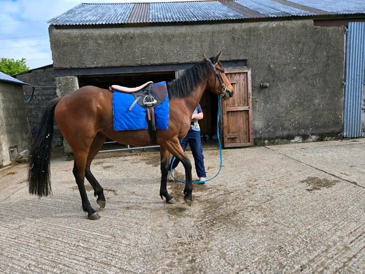 4yo TB gelding - Image 3