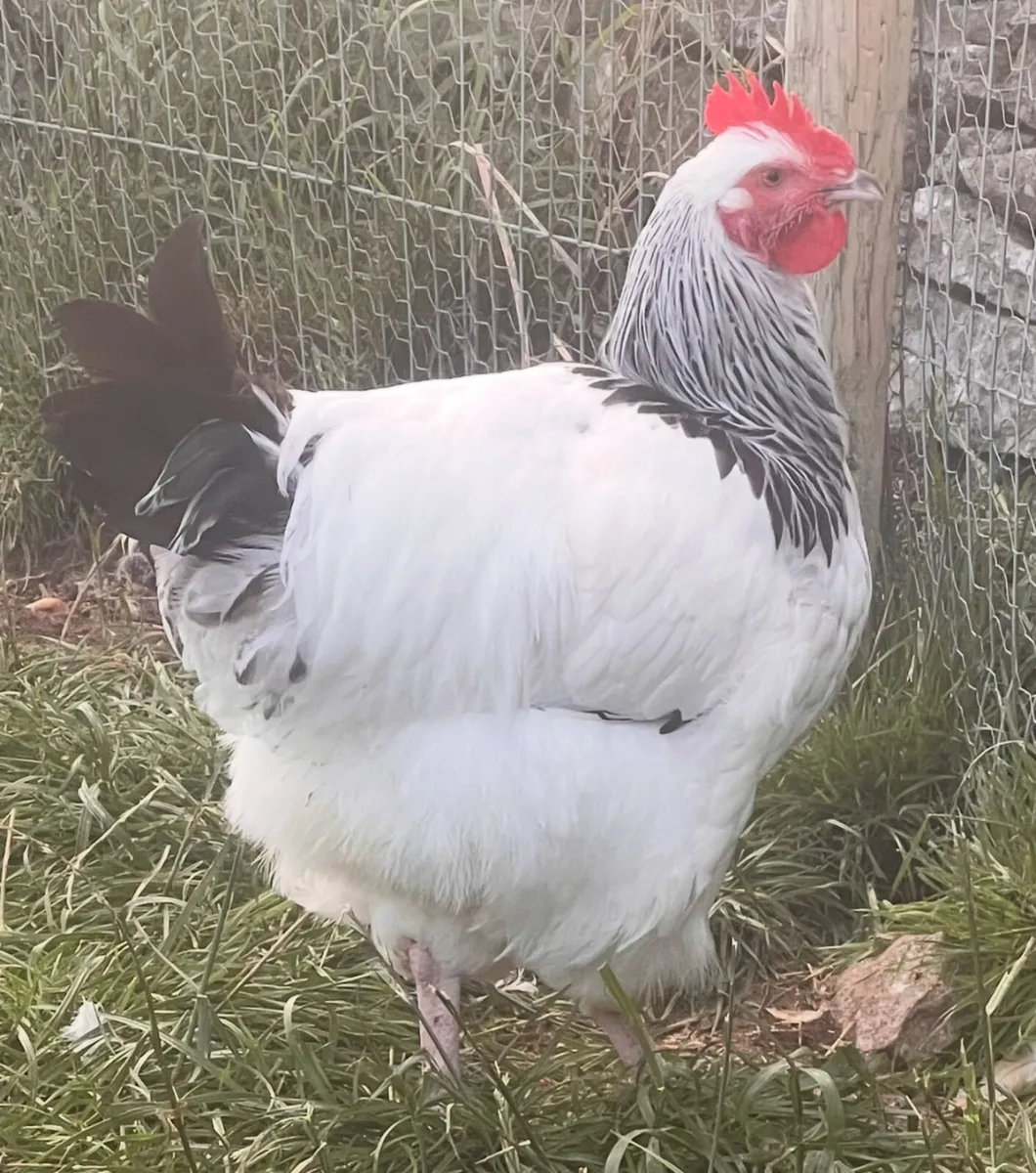 Poultry