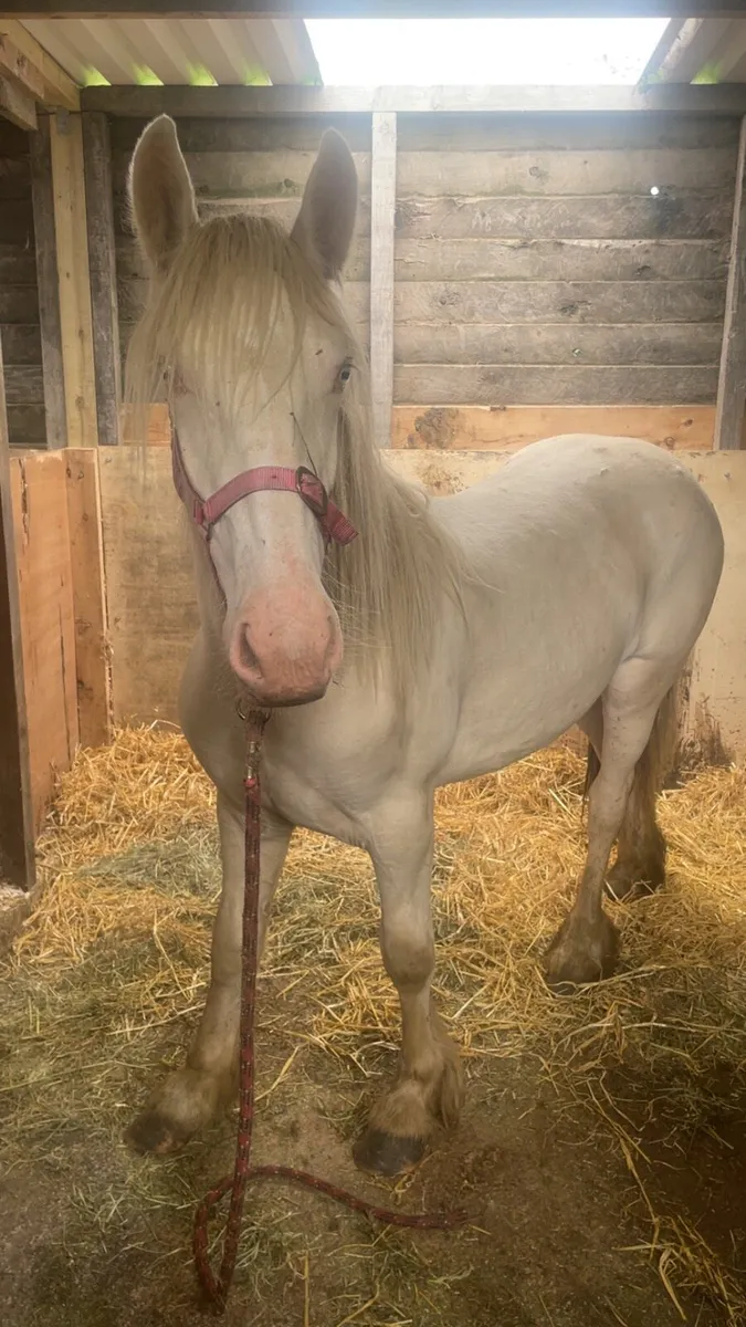 Filly - Image 1