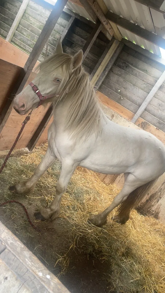 Filly - Image 2