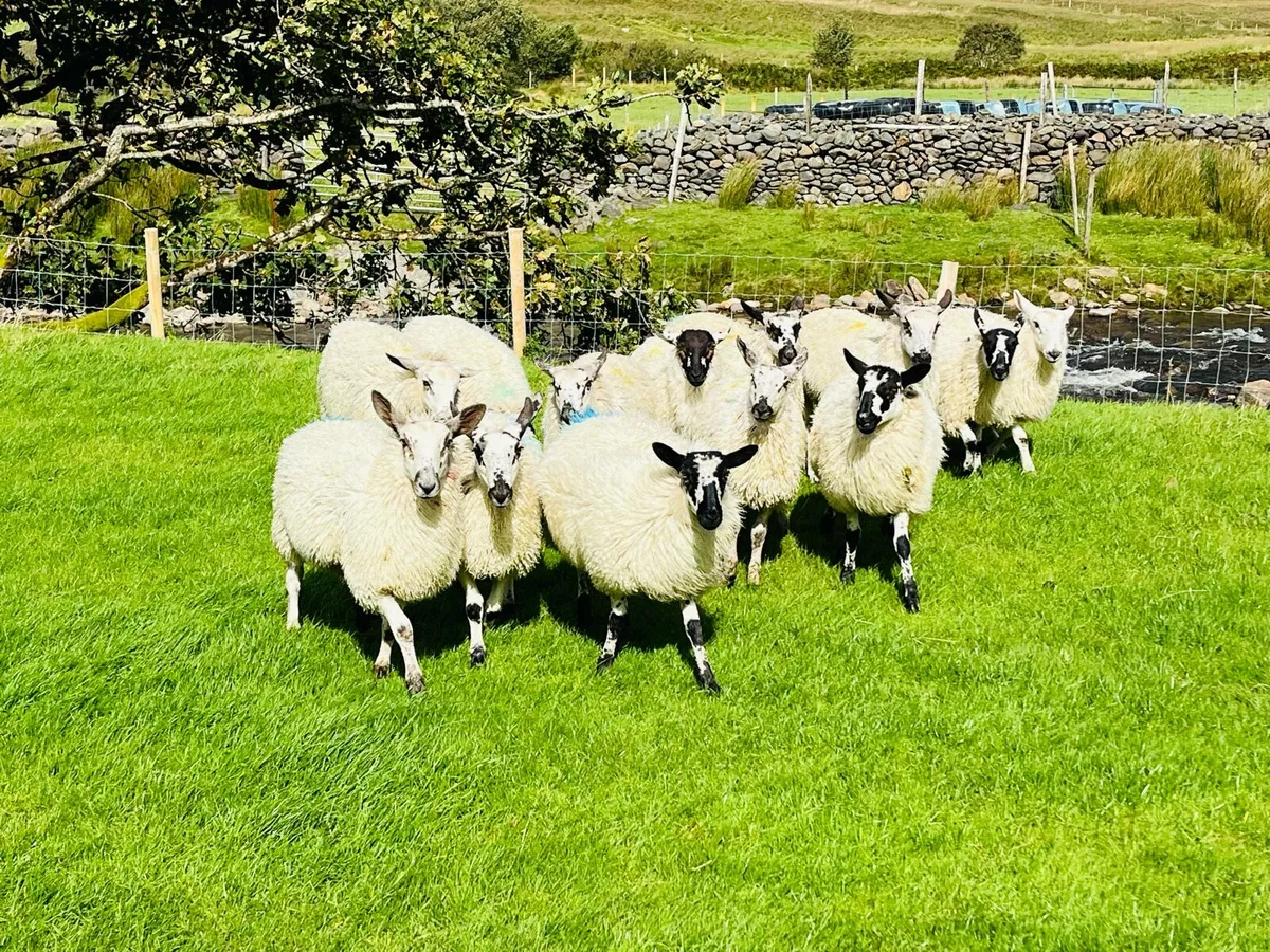 Ewe Lambs - Image 1