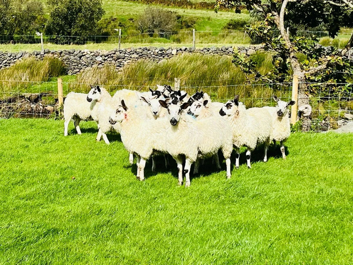 Ewe Lambs - Image 3