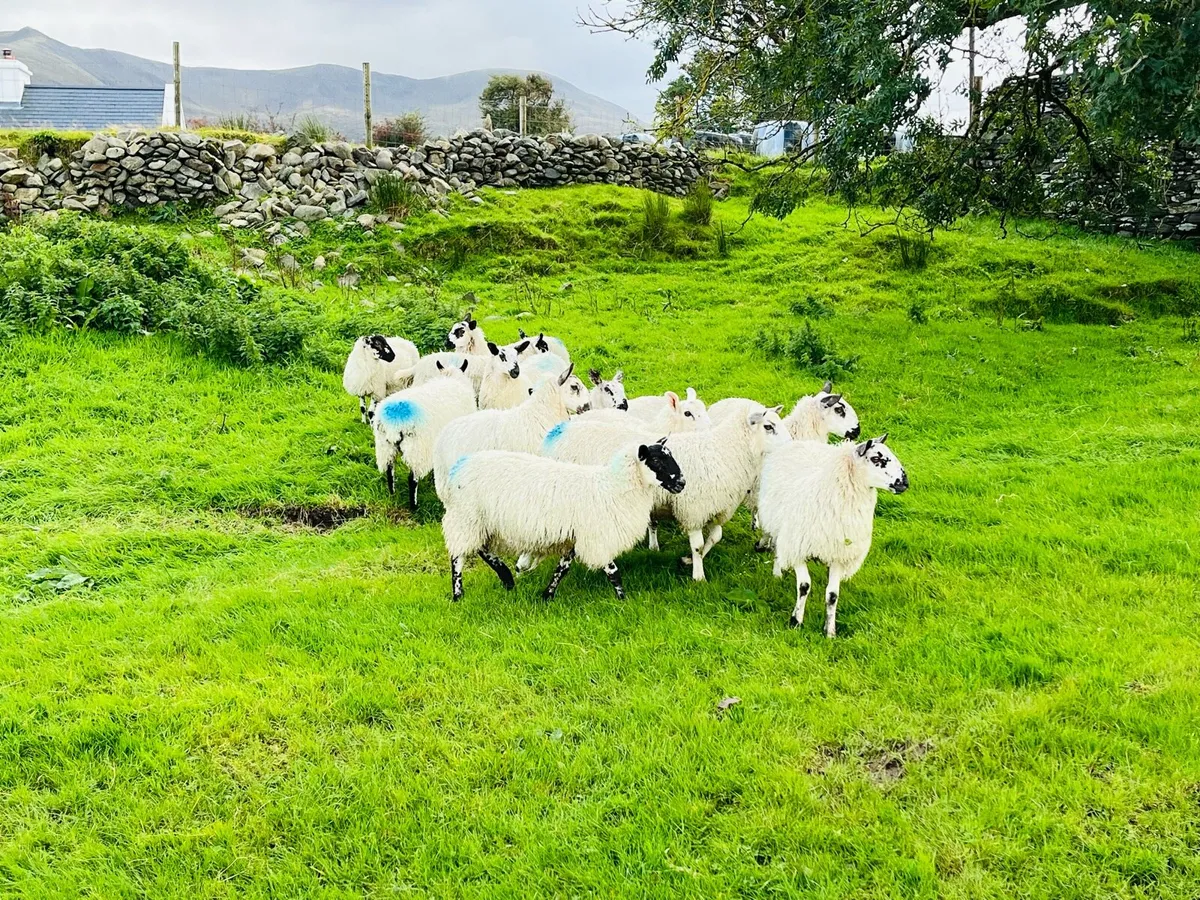 Ewe Lambs - Image 4