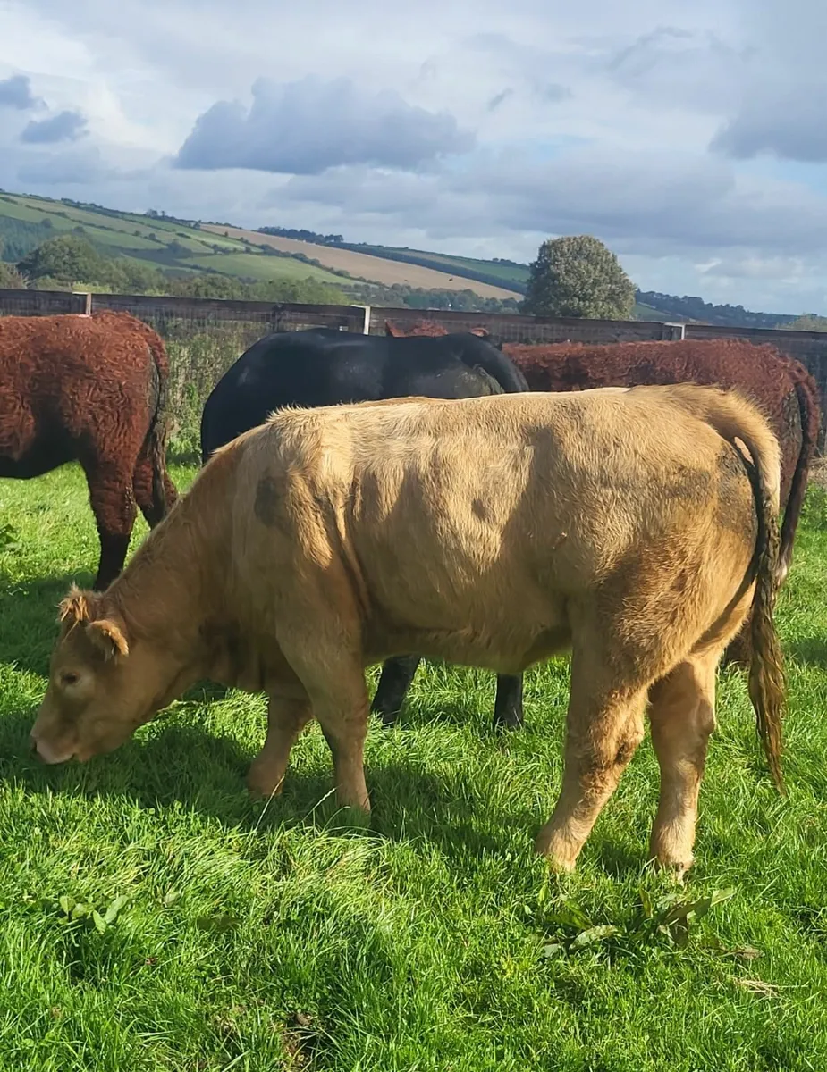 LiveStock - Image 4
