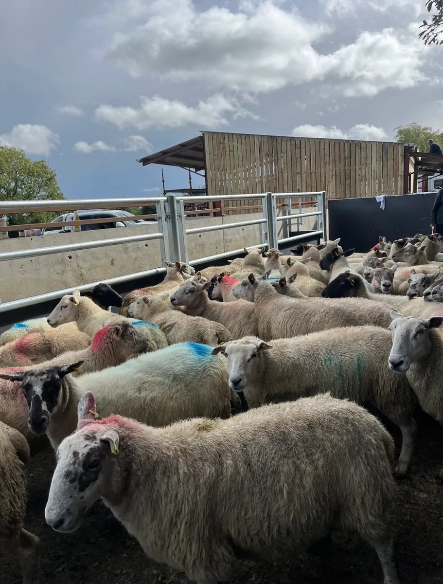 60 smashing breeding ewes - Image 2