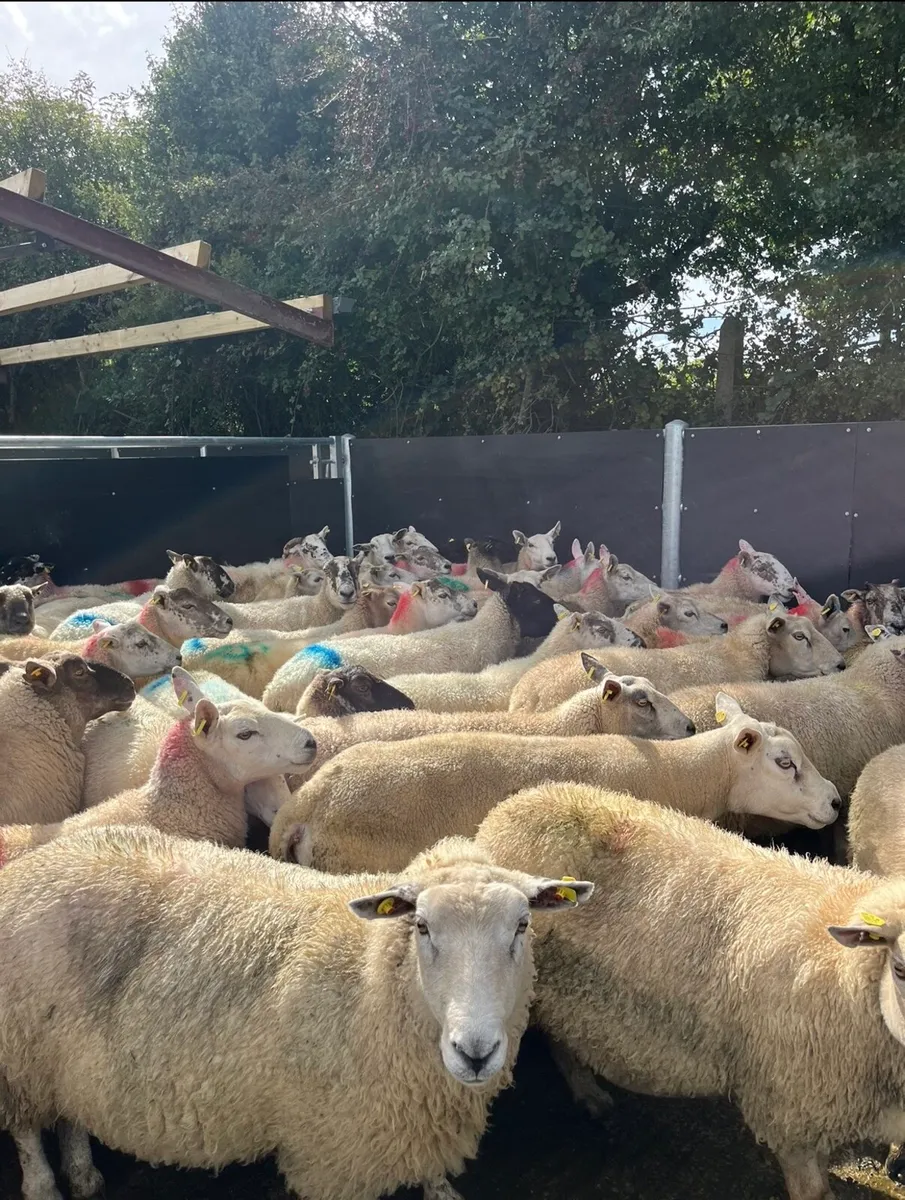 60 smashing breeding ewes - Image 3