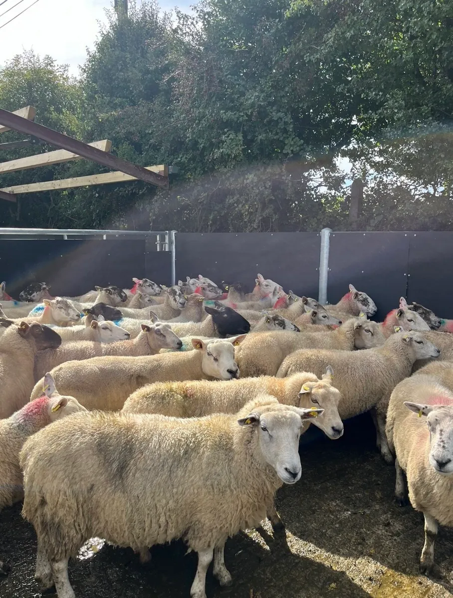 60 smashing breeding ewes - Image 4