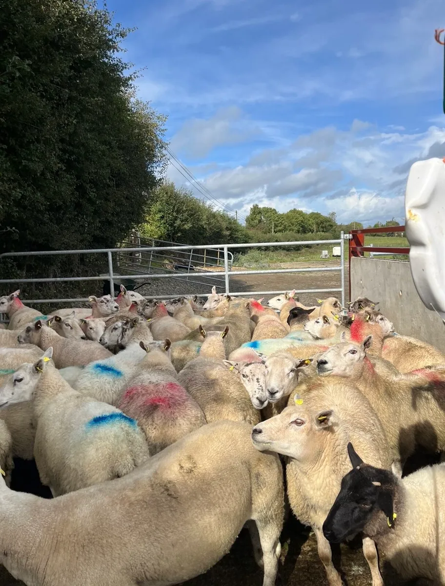 60 smashing breeding ewes - Image 1