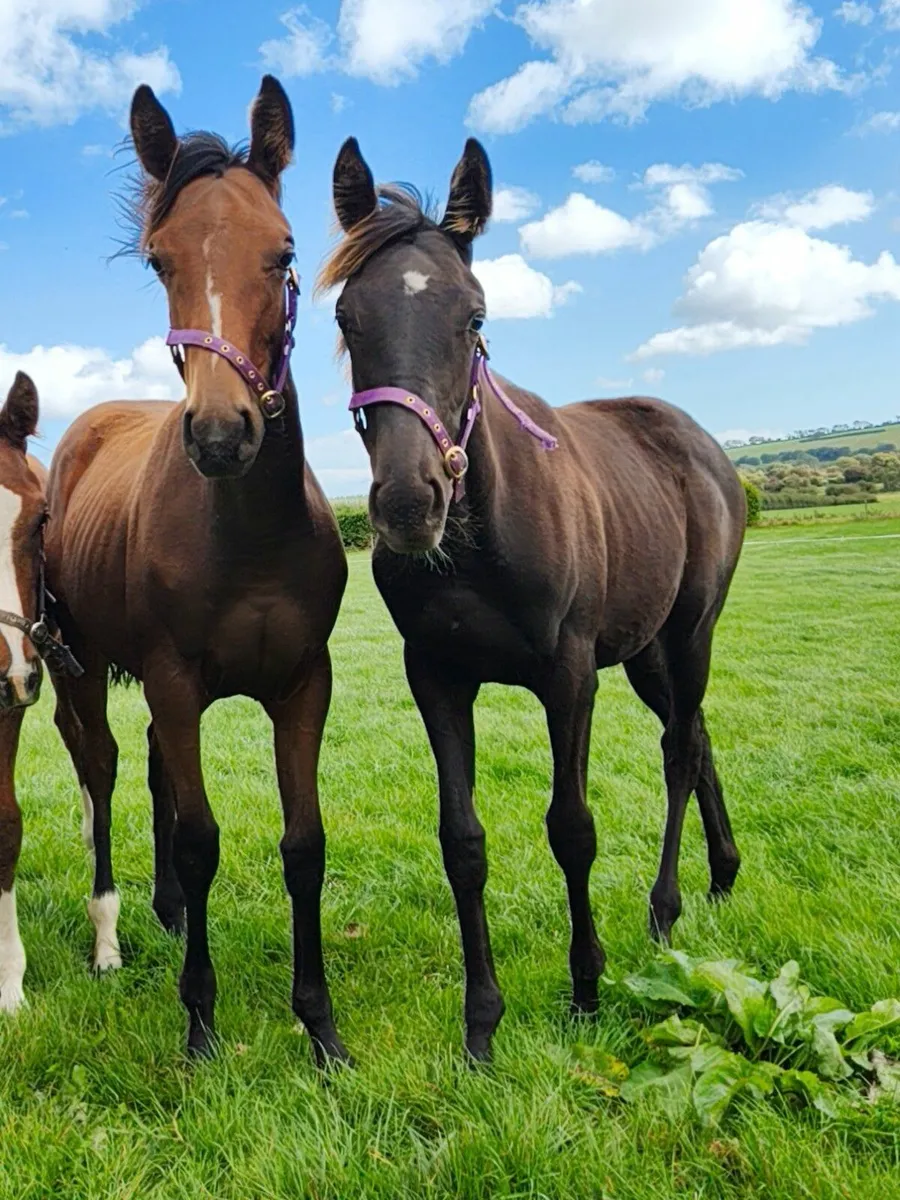 Nh thoroughbred foal - Image 1