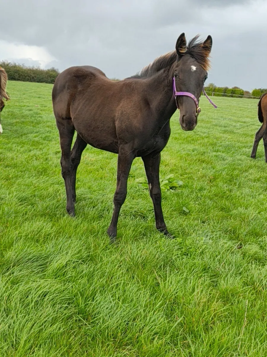 Nh thoroughbred foal - Image 2