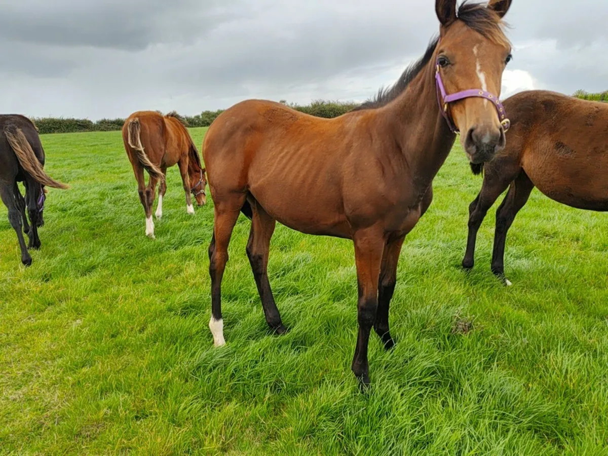 Nh thoroughbred foal - Image 4