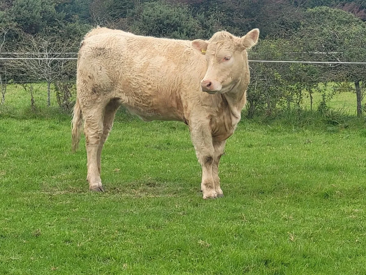 LiveStock - Image 1