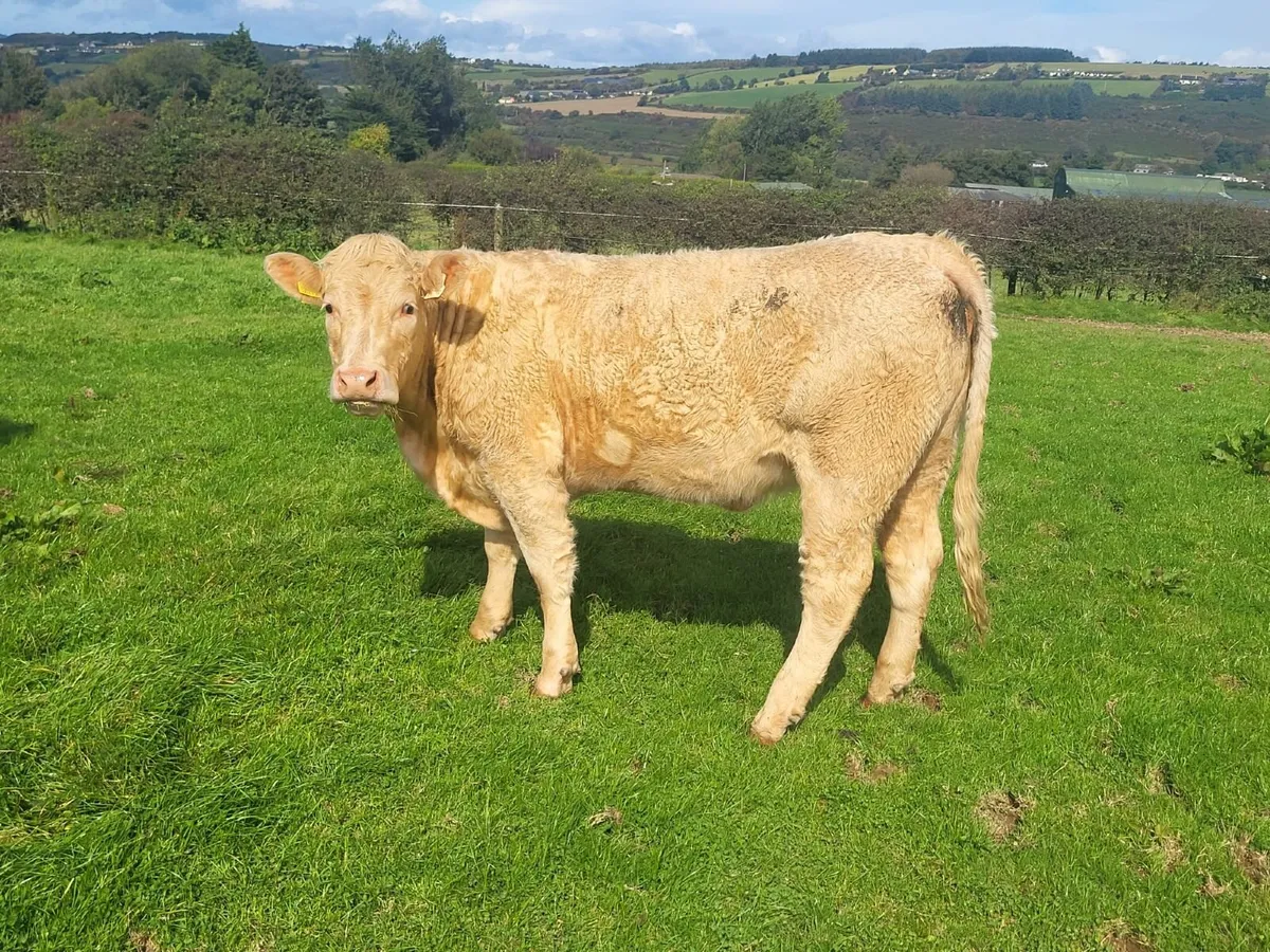 LiveStock - Image 2
