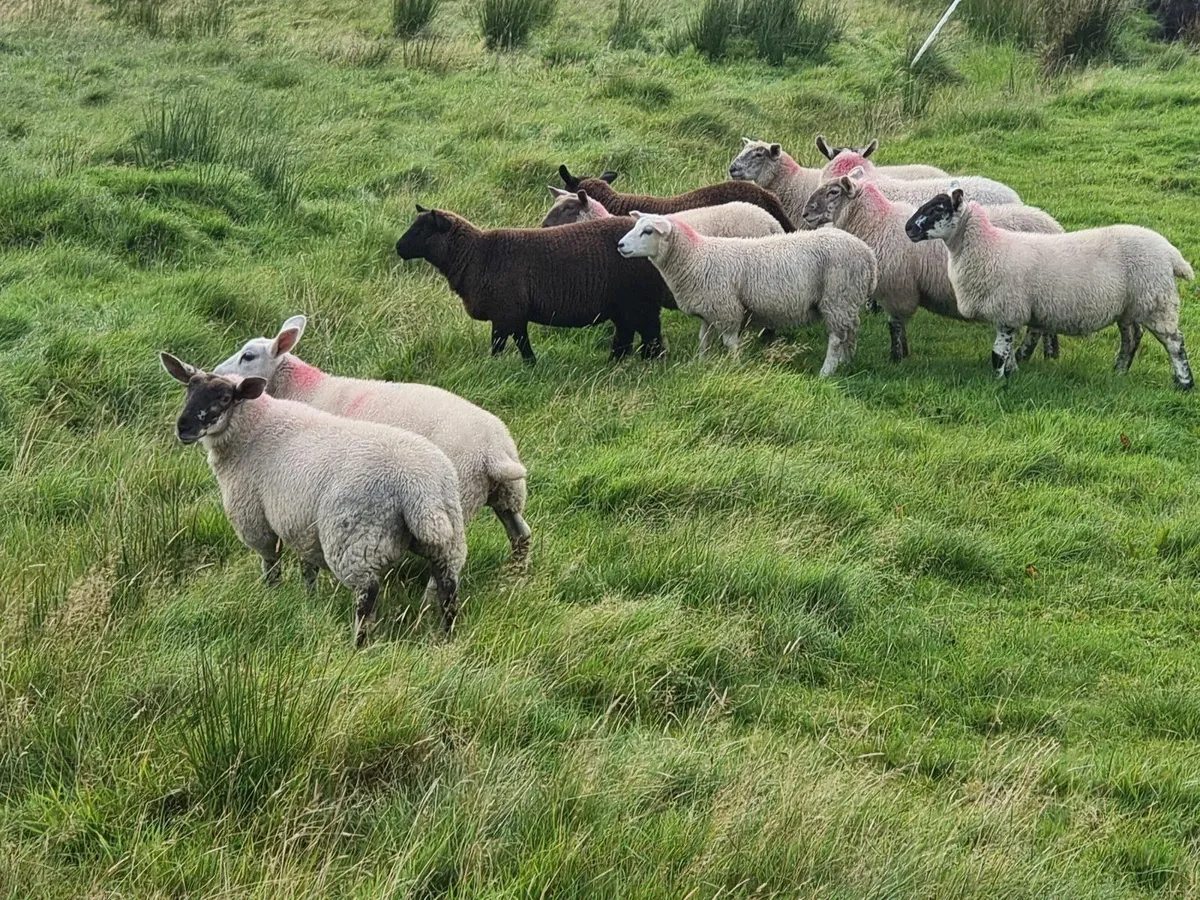 Sheep - Image 1