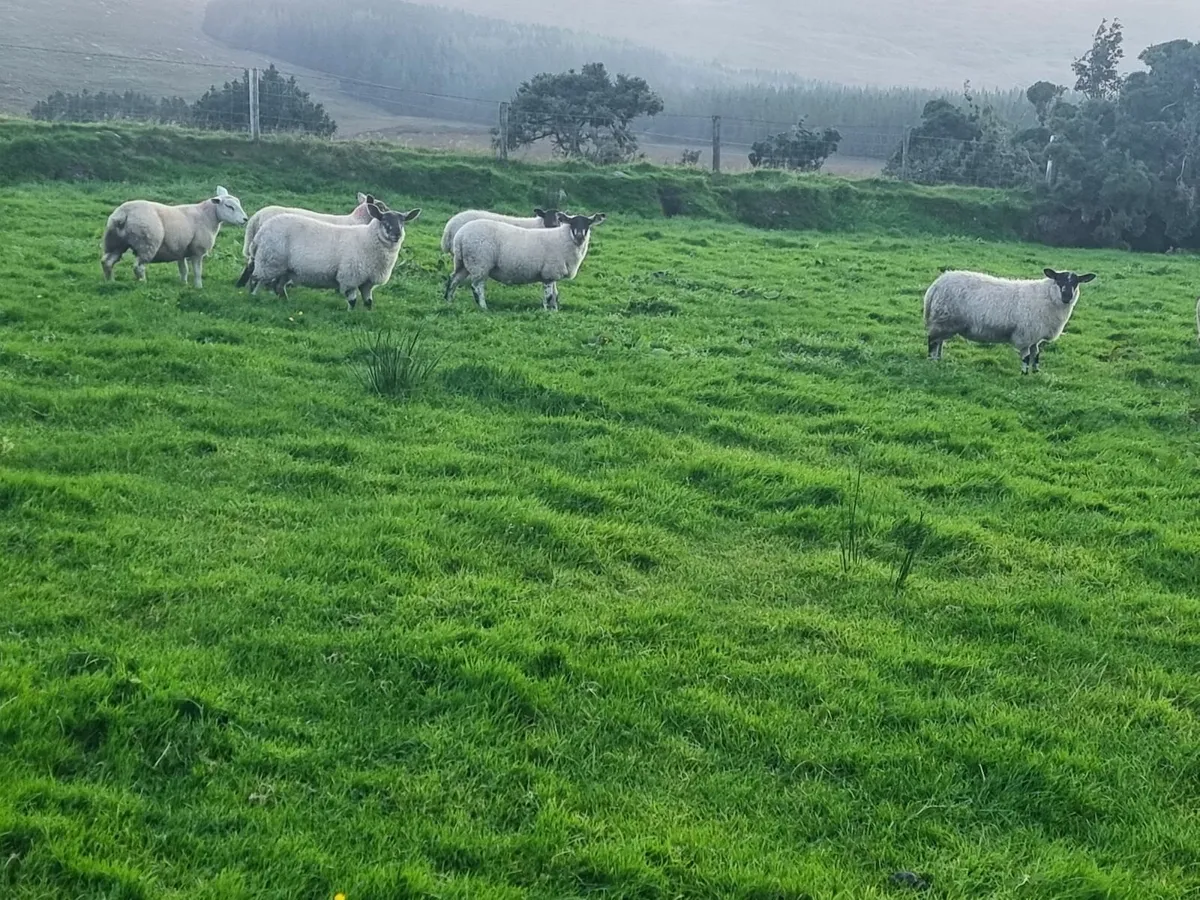 Sheep - Image 2