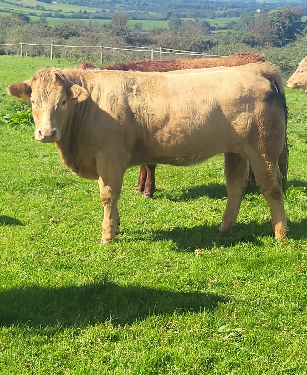 LiveStock - Image 3