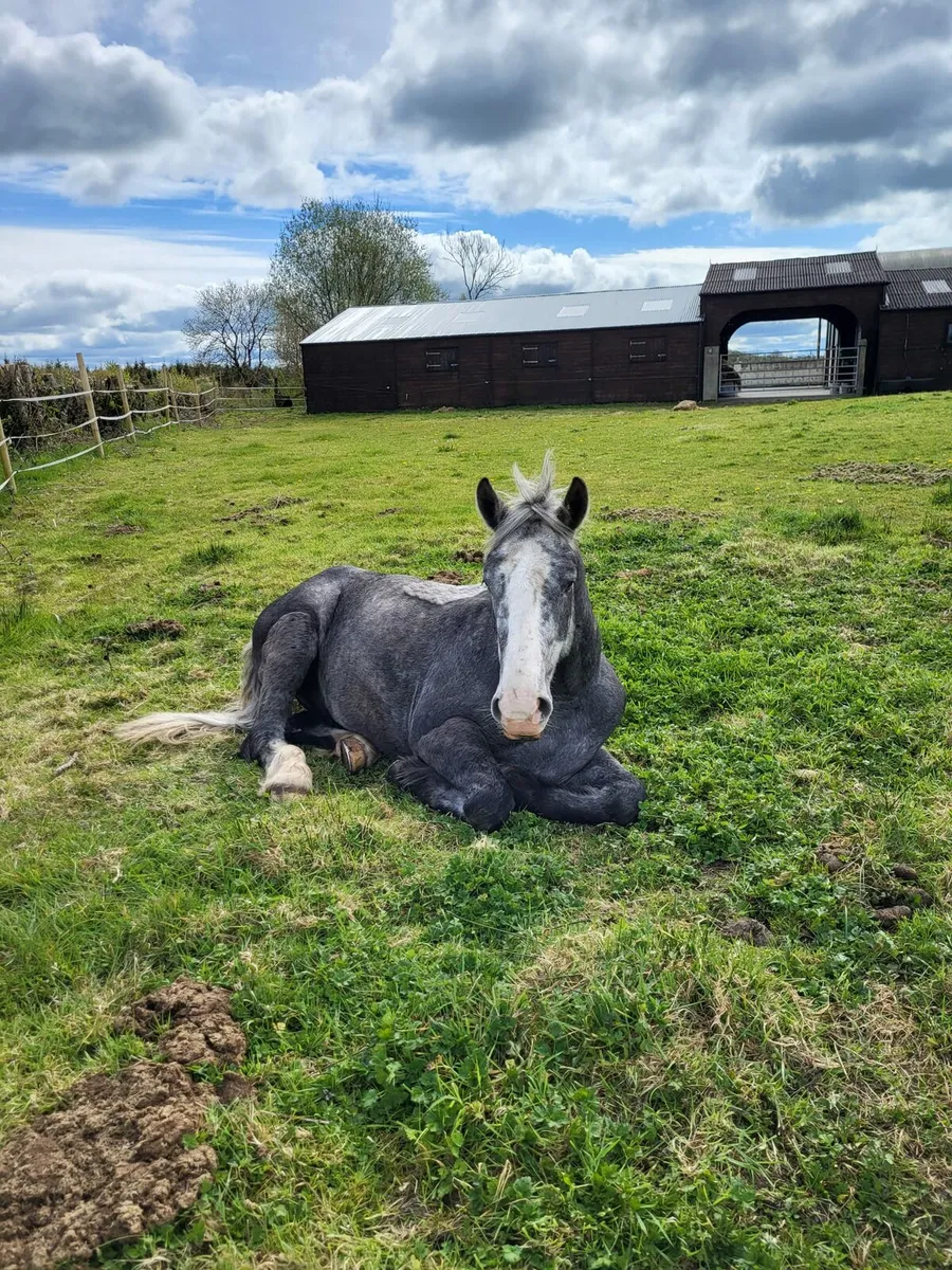 5yr Old Grey Gelding - Image 3