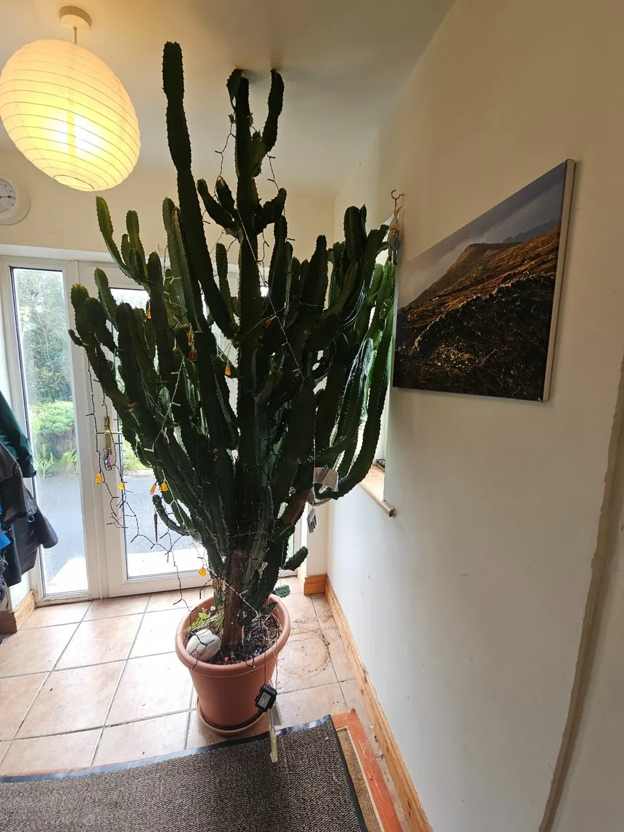 large cactus, cowboy cactus, cereus cactus, indoor - Image 3