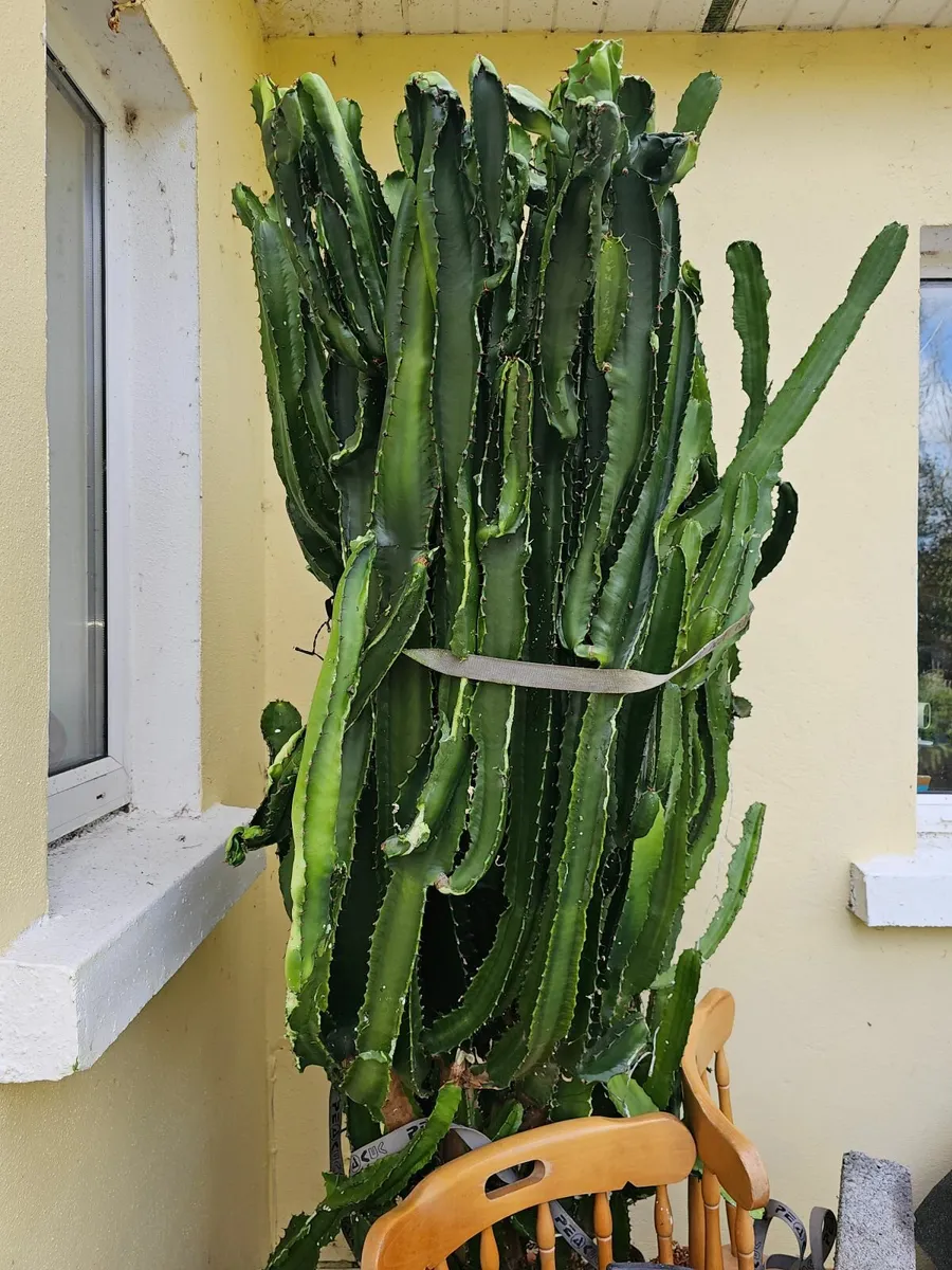 large cactus, cowboy cactus, cereus cactus, indoor - Image 1